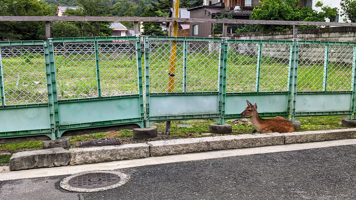 道端で反芻する鹿