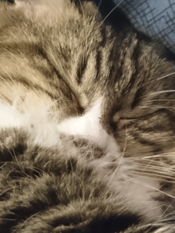 f:id:nu_no:20190313212849j:plain f:id:nu_no:20190313212849j:plain