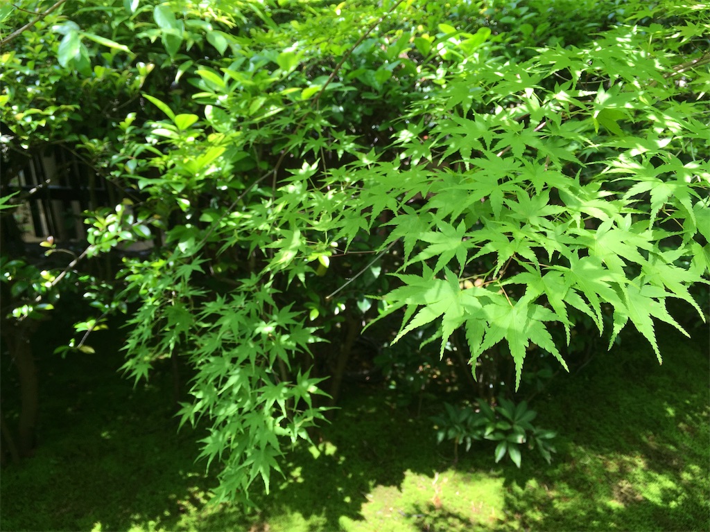 f:id:nuage_blanc:20160522200137j:image