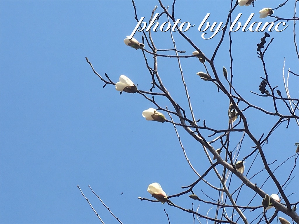 f:id:nuage_blanc:20170430141121j:image f:id:nuage_blanc:20170430141121j:image
