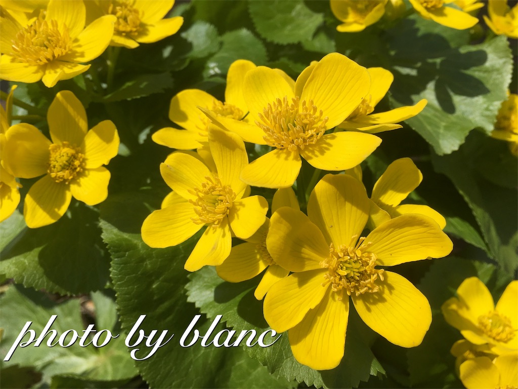 f:id:nuage_blanc:20170430141550j:image f:id:nuage_blanc:20170430141550j:image