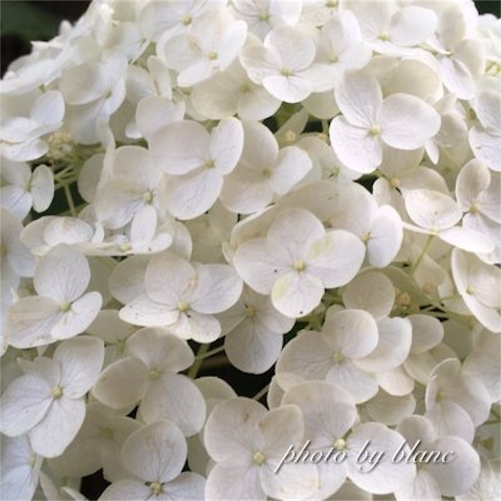 f:id:nuage_blanc:20170918180129j:image f:id:nuage_blanc:20170918180129j:image