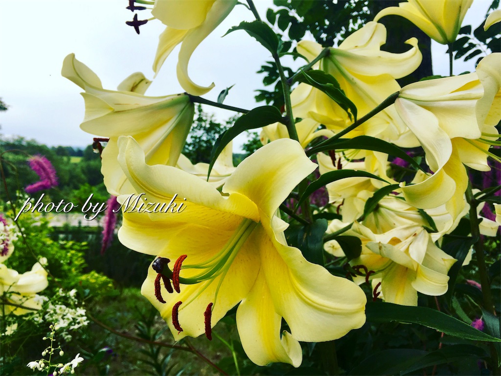f:id:nuage_blanc:20180822094416j:image f:id:nuage_blanc:20180822094416j:image