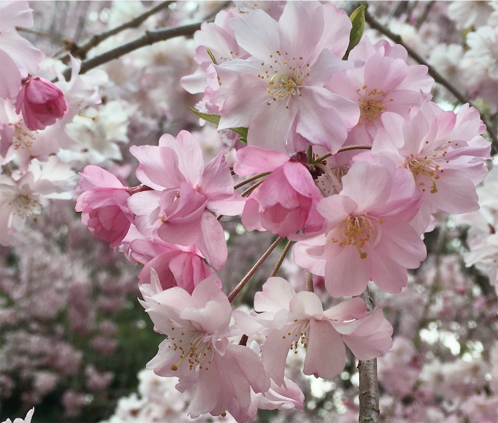 f:id:nuage_blanc:20190419231349j:image f:id:nuage_blanc:20190419231349j:image