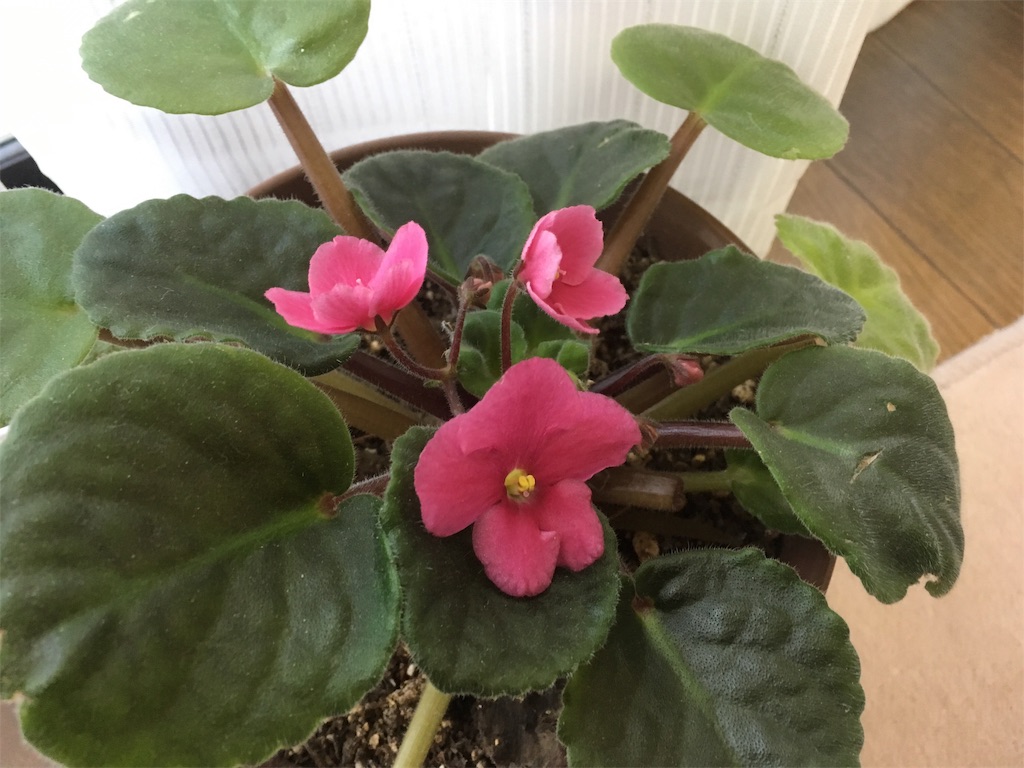 手軽に園芸 手のかからない小さな鉢植え セントポーリア ｐｌｅａｓａｎｔ ｄａｙｓ