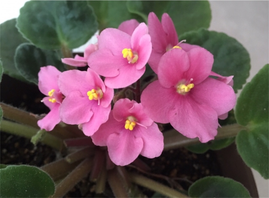 手軽に園芸 手のかからない小さな鉢植え セントポーリア ｐｌｅａｓａｎｔ ｄａｙｓ