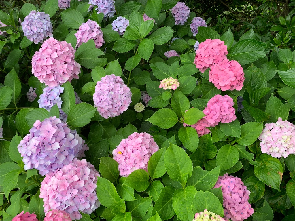f:id:nuage_blanc:20190623134350j:image f:id:nuage_blanc:20190623134350j:image