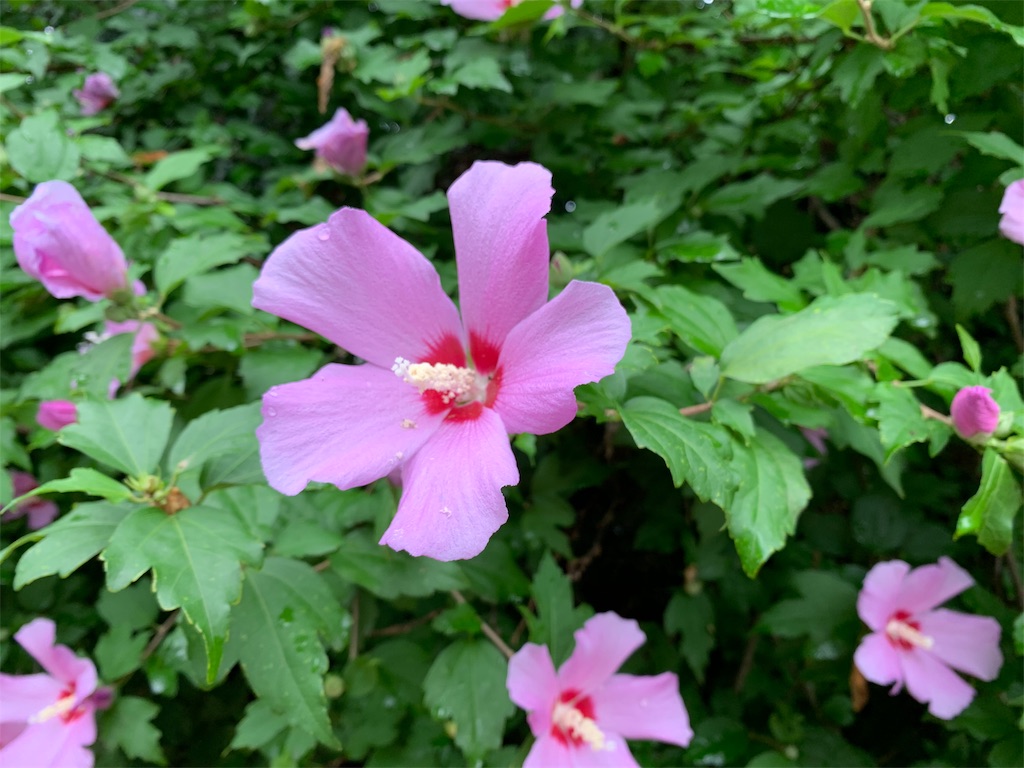 f:id:nuage_blanc:20190720185900j:image f:id:nuage_blanc:20190720185900j:image