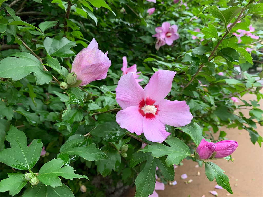 f:id:nuage_blanc:20190720185905j:image f:id:nuage_blanc:20190720185905j:image