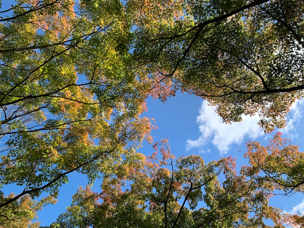 f:id:nuage_blanc:20191105193122j:image f:id:nuage_blanc:20191105193122j:image