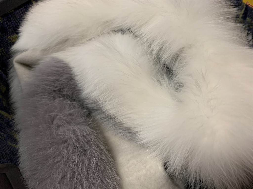 f:id:nuage_blanc:20191216072856j:image f:id:nuage_blanc:20191216072856j:image