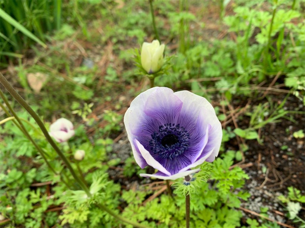 f:id:nuage_blanc:20200424061829j:image f:id:nuage_blanc:20200424061829j:image