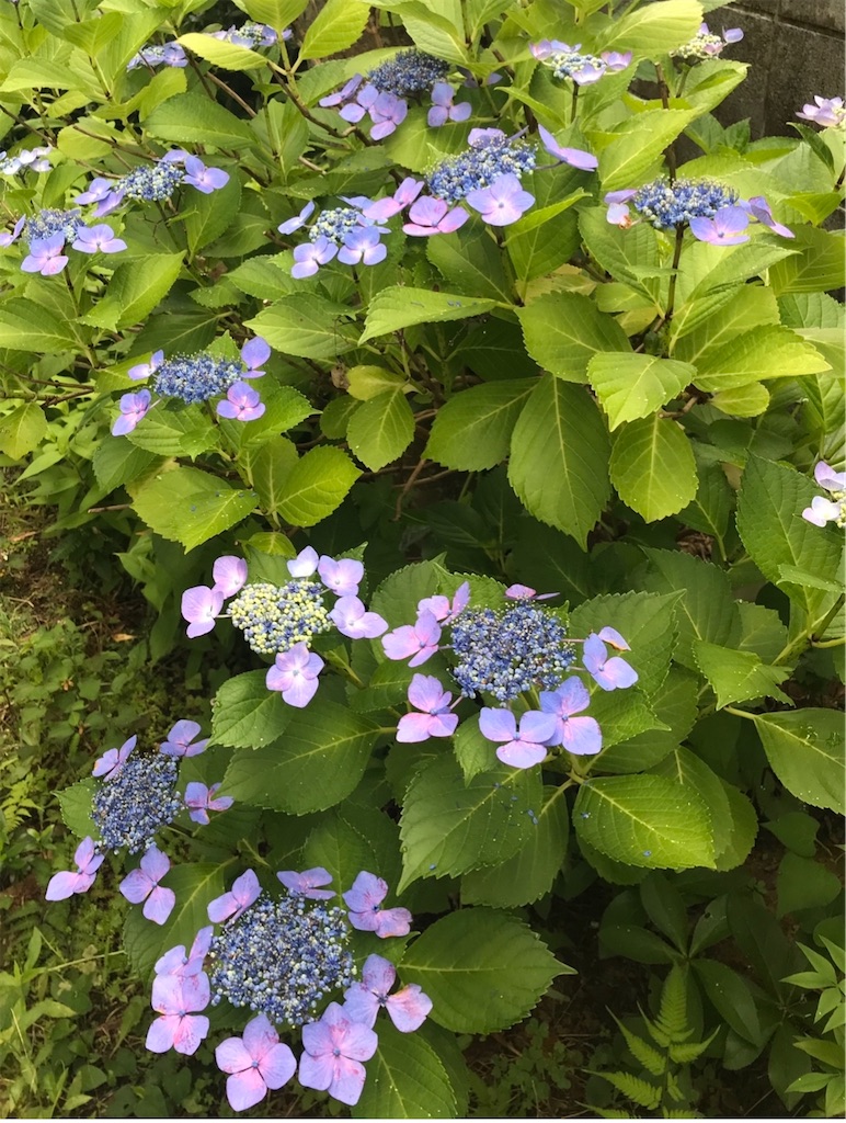 f:id:nuage_blanc:20200626095040j:image