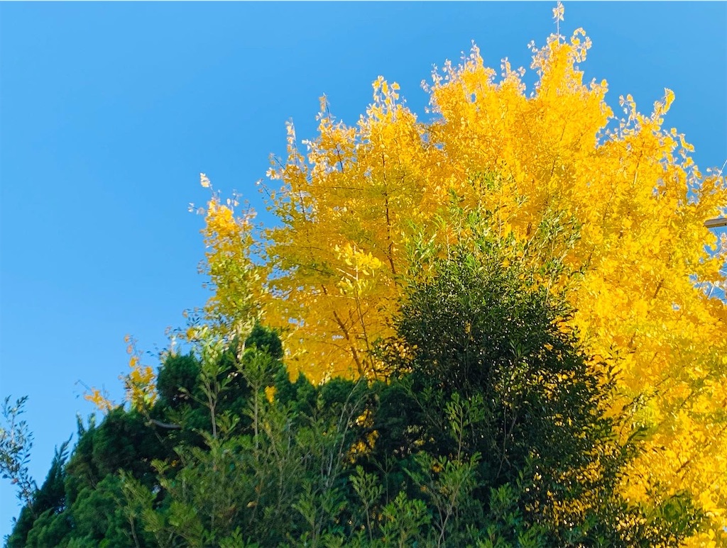 f:id:nuage_blanc:20211204232112j:image