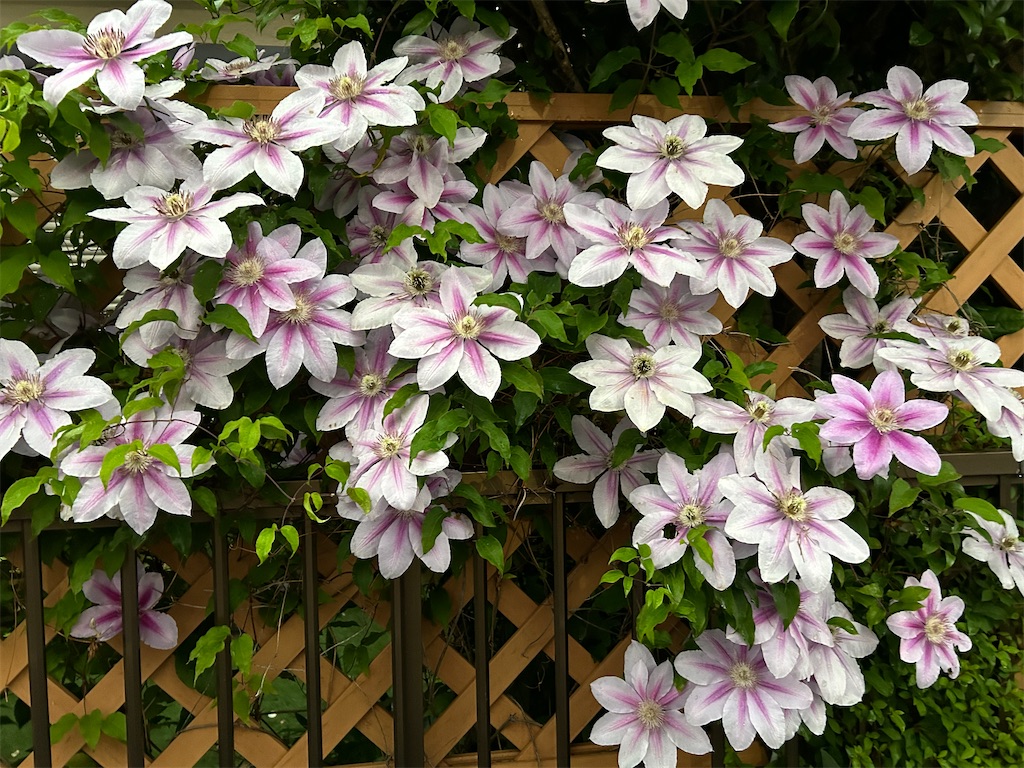 f:id:nuage_blanc:20230427203527j:image