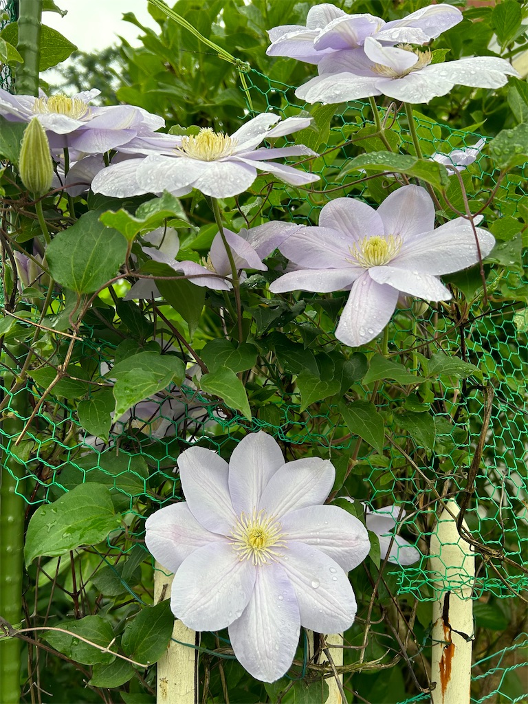 f:id:nuage_blanc:20230429063646j:image