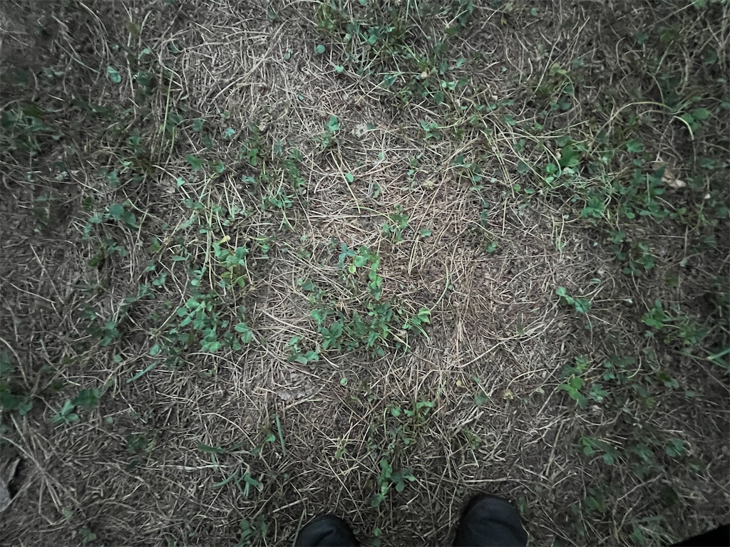 f:id:nubs_shibablog:20230815193149j:image