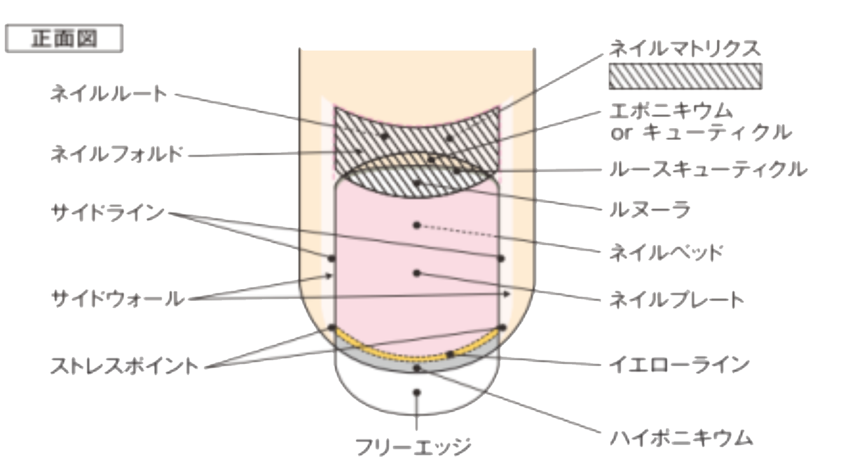 爪の各部名称と役割｜ネイル検定にも役立つ美爪の知識 - 美と健康の豆知識