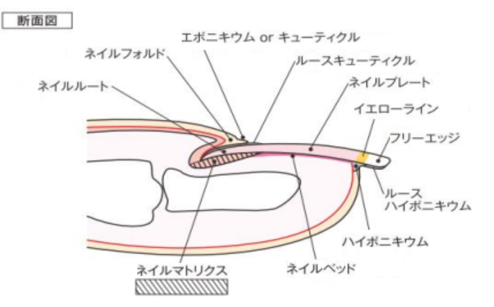 爪の各部名称と役割｜ネイル検定にも役立つ美爪の知識 - 美と健康の豆知識