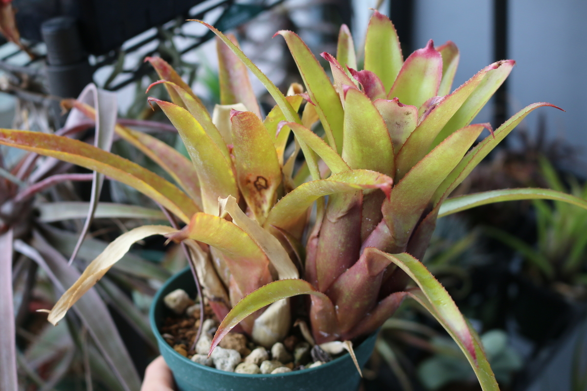 Aechmea 'Red Dragon' - HERBA-S