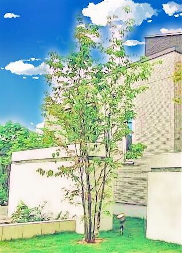 シンボルツリーのオススメランキングは 注文住宅で家を建てる
