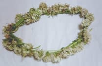 萎れたシロツメクサの花輪の写真