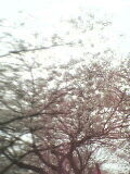 桜の写真