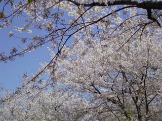 桜の写真