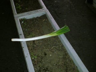 何も植わっていない花壇に1本の長葱が置かれている写真