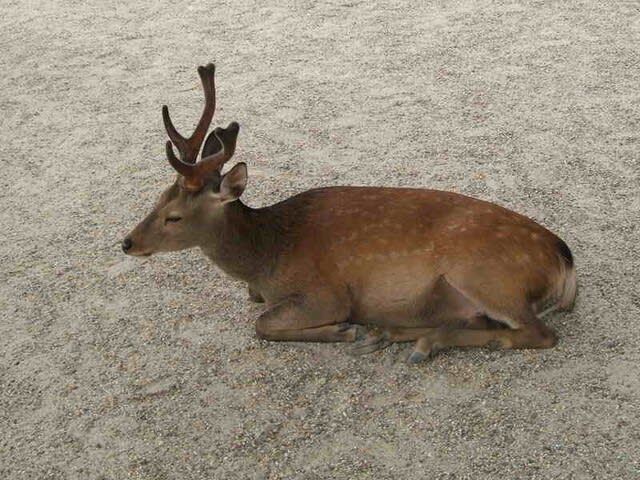 奈良県 奈良市 奈良公園の鹿の写真