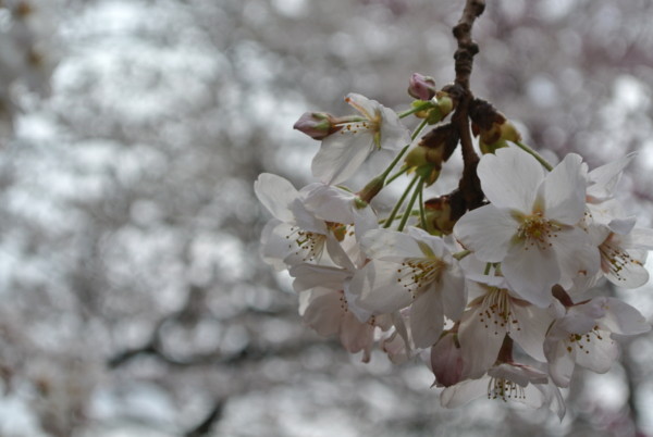 f:id:nuffy:20120407140939j:image