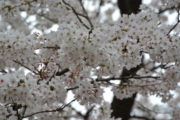 f:id:nuffy:20120407143314j:image