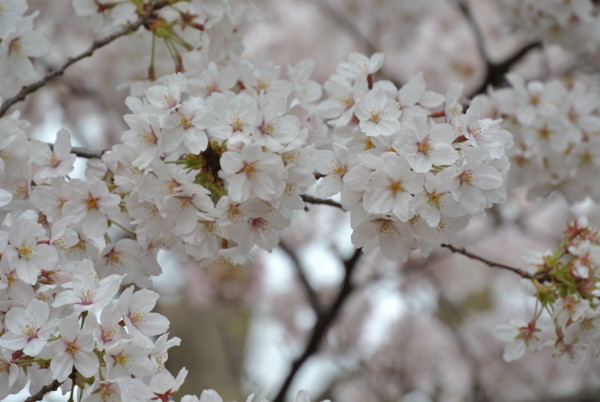 f:id:nuffy:20120407143328j:image