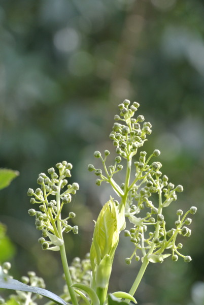 f:id:nuffy:20120407160444j:image