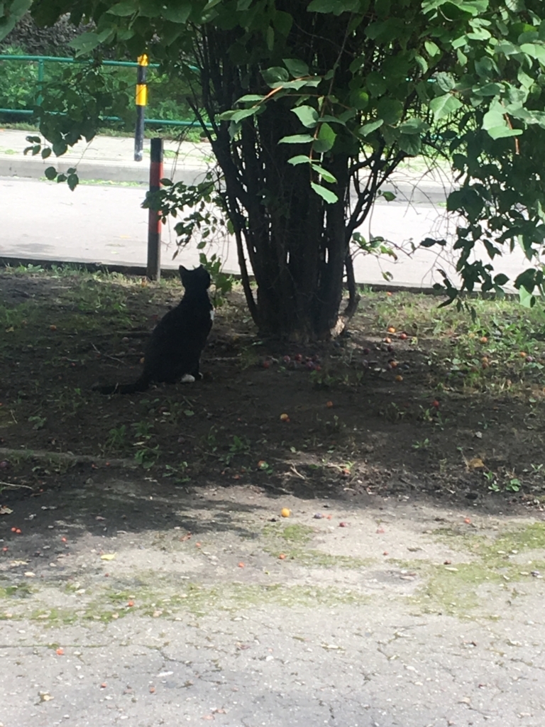 f:id:nugoronnnu:20180825120507j:plain f:id:nugoronnnu:20180825120507j:plain