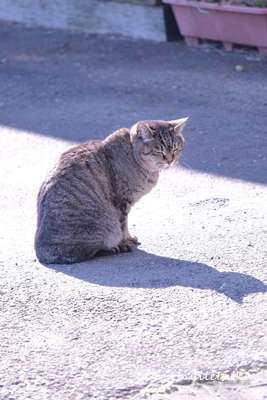 f:id:nuitetsuko:20200211105820j:plain f:id:nuitetsuko:20200211105820j:plain