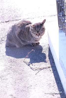 f:id:nuitetsuko:20200211105825j:plain f:id:nuitetsuko:20200211105825j:plain