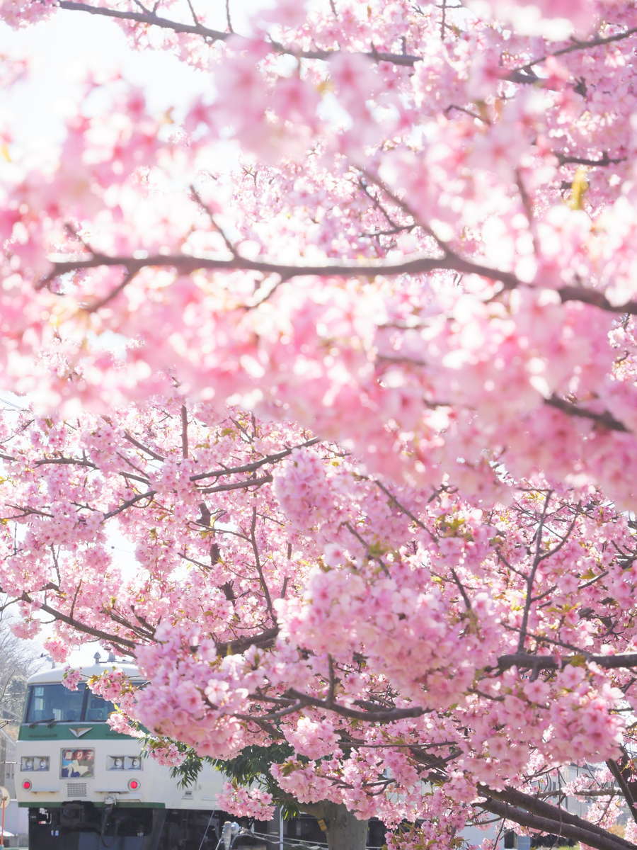 f:id:nuitetsuko:20200224105933j:plain f:id:nuitetsuko:20200224105933j:plain