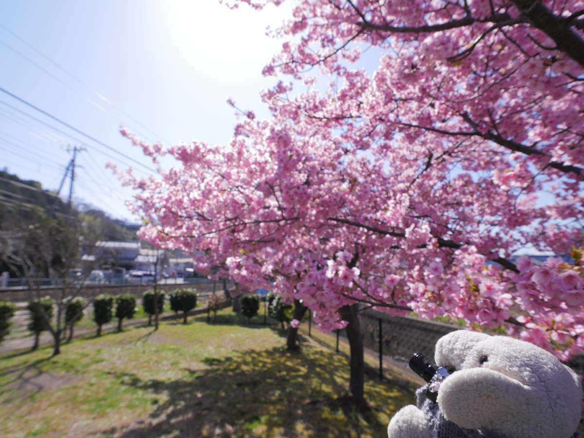 f:id:nuitetsuko:20200224110637j:plain f:id:nuitetsuko:20200224110637j:plain