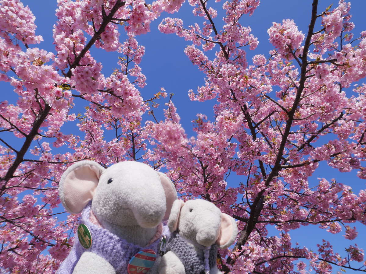 f:id:nuitetsuko:20200224111135j:plain f:id:nuitetsuko:20200224111135j:plain