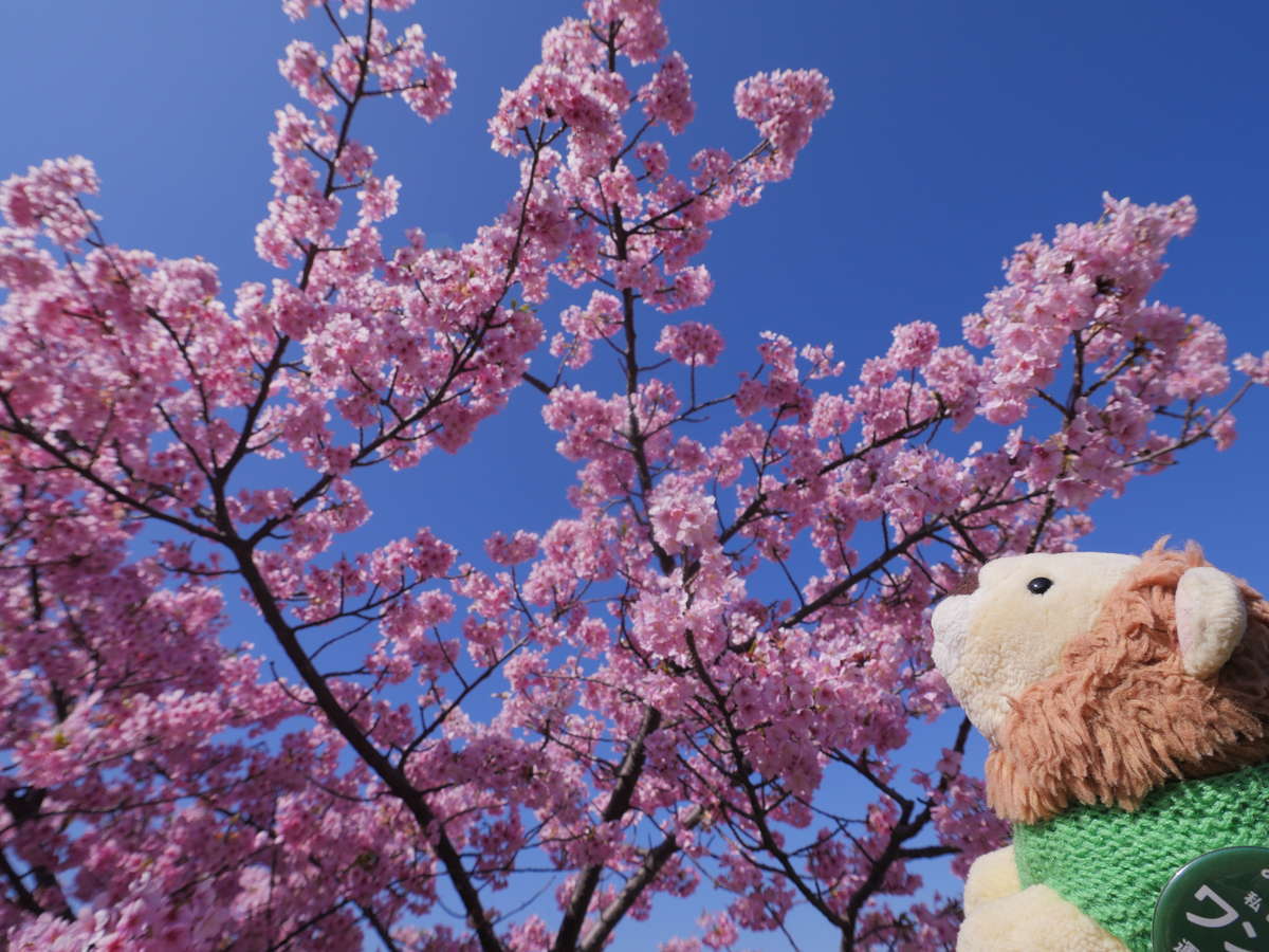 f:id:nuitetsuko:20200224111551j:plain f:id:nuitetsuko:20200224111551j:plain