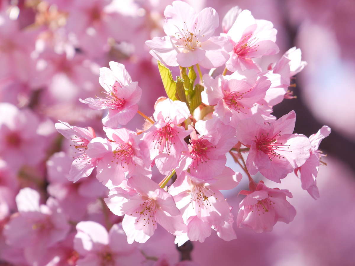 f:id:nuitetsuko:20200224114156j:plain f:id:nuitetsuko:20200224114156j:plain