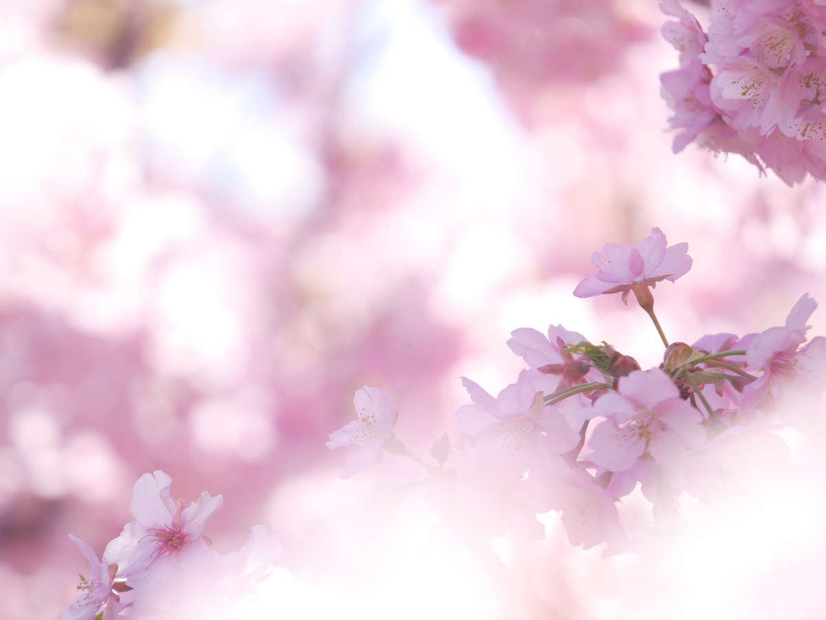f:id:nuitetsuko:20200224114325j:plain f:id:nuitetsuko:20200224114325j:plain