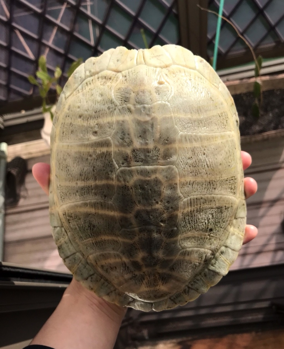 f:id:nujiyucho:20190410013915j:plain f:id:nujiyucho:20190410013915j:plain