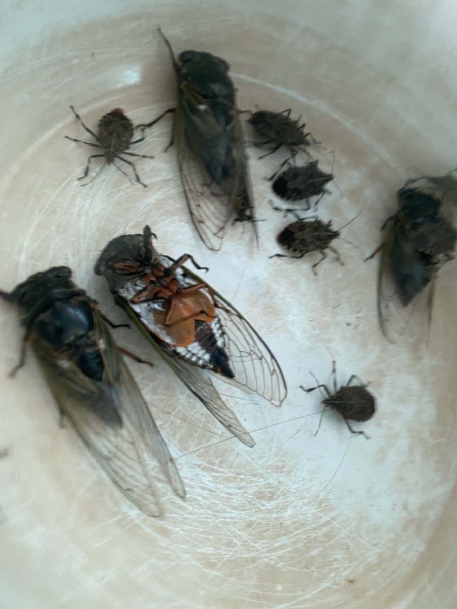 f:id:nujiyucho:20210809015300j:plain