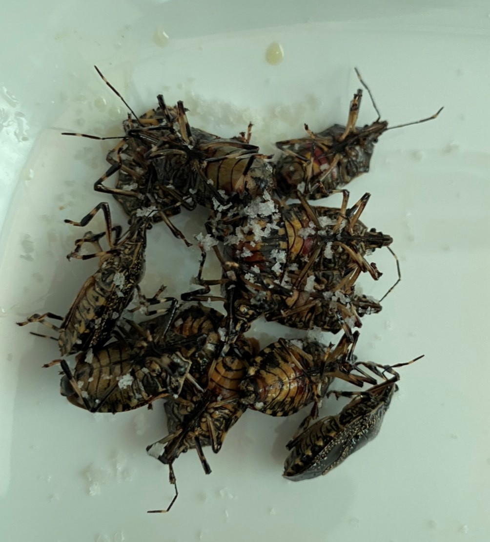 f:id:nujiyucho:20210809021335j:plain