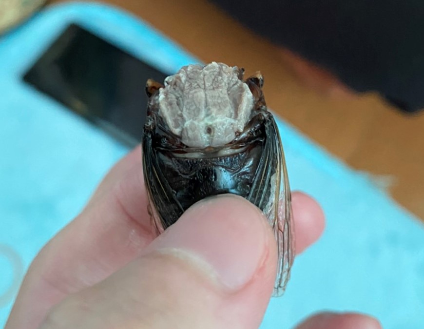 f:id:nujiyucho:20210809022449j:plain