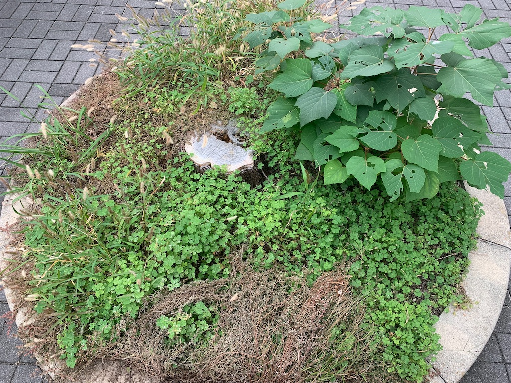 f:id:nujiyucho:20241114193640j:image