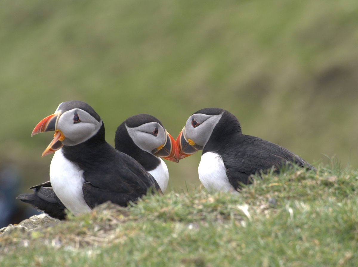 Puffins in Mykines