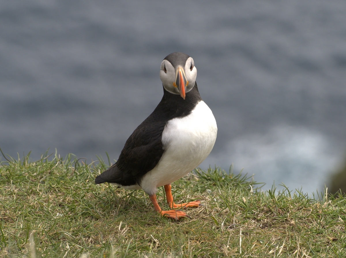 A puffin in Mykines